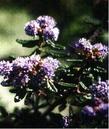 Ceanothus death star - grid24_24