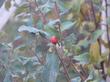 Rhamnus californica cuspidata California coffee berry