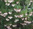 Arctostaphylos Mama Bear Manzanita flowers