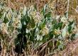 Asclepias vestita Woolly Milkweed. - grid24_24