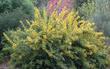 Mahonia nevinii, (syn. Berberis nevinii) Nevin's Barberry flowers with a nectarine behind it. - grid24_24