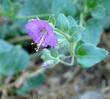 Mirabilis californica, Wishbone Bush flower