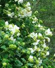 Malacothamnus palmeri involucratus. Carmel Valley Bush Mallow as a bush. - grid24_24