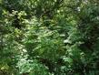 Thalictrum fendleri, Mountain Meadow Rue under oaks