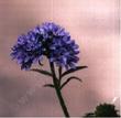 Gilia capitata, Globe Gilia, is adored by butterflies in the spring. 