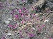 Mimulus fremontii plants