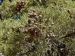 Cupressus sargentii Sargent Cypress fruits