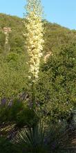 Yucca whipplei percusa, Our Lords Candle in flower.