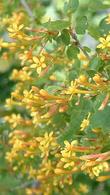 Ribes aureum gracillimum, Golden Currant has reddish yellow flowers. - grid24_24