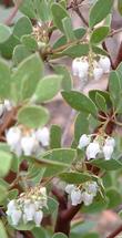 Arctostaphylos rudis, Shag Bark manzanita - grid24_24