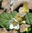 Malacothamnus palmeri involucratus, Carmel Valley Bush Mallow with butterfly - grid24_24