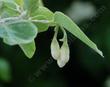 Styrax officinalis fulvescens, Southern Snowdrop bush with flower buds