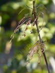 Box elder male flowers - grid24_24