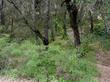 Amorpha californica California False Indigo Bush in the wild