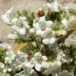 Eriodictyon trichocalyx, Smooth Leaf Yerba Santa  flowers - grid24_24