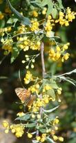 Nevin's barberry with a Checkerspot on it. - grid24_24