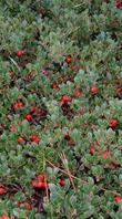 Arctostaphylos uva ursi, Radient Manzanita has great red berries on a flat ground cover.