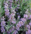 Salvia Gracias flowers on a flat plant. Gracias has sage fragrance on flower and leaf. - grid24_24