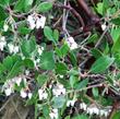 a twenty year old Arctostaphylos hookeri franciscana Franciscana Manzanita  - grid24_24