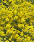 Eriophyllum confertiflorum, Golden Yarrow, makes the prettiest little burst of yellow from spring through early summer (depending on your location) in the dryland native garden throughout most of California. - grid24_24