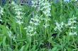 Salvia Farmar Bower in flower - grid24_24