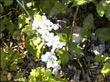 Rubus ursinus, Pacific blackberry old picture with flowers.