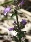 Penstemon rattanii, Eel River flowers - grid24_24