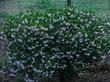a Howard McMinn in flower on a winter morning