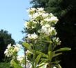 Eriodictyon trichocalyx Hairy-fruited Yerba Santa  flowers - grid24_24