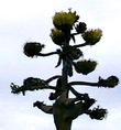 Agave shawii Coastal Agave