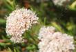 California Buckwheat, Eriogonum fasciculatum  flower clusters. Buckwheat is a very drought tolerant plant. Native plants give food for the wildlife and life to a garden. - grid24_24