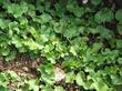 Dichondra occidentalis Western Dichondra - grid24_24