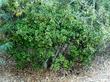 Rhamnus californica, Eve Case Eve Case