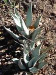 Agave utahensis, Century Plant, growing under Acacia greggii in the Santa Margarita garden. 