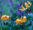 Lilium kelleyanum, Kelly's Lilly flowers