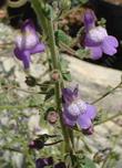 Antirrhinum nuttallianum Nuttall's Snapdragon flowers - grid24_24