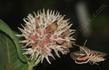 Asclepias speciosa Showy Milkweed with Sphinx Moth