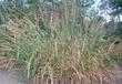 Leymus condensatus, Giant wildrye and syn. Elymus condensatus is more like a small bush