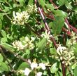 Lonicera subspicata denudata, San Diego Honeysuckle makes a nice small groundcover.