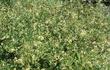 Lonicera subspicata denudata, San Diego Honeysuckle as a groundcover