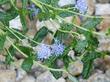 Ceanothus hearstiorum  flowers are small but showy in their flat way.