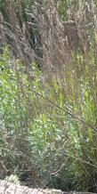 Artemisia dracunculus, Tarragon plants