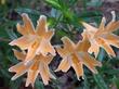 Diplacus grandiflorus flowers  make you wish for a vase. Where's the monkey in the flower? You may need an opiate.
