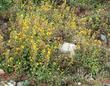 Mimulus guttatus, Seep Monkey Flower, growing on a hillside. - grid24_24