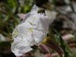 Oenothera californica, California  Evening primrose eaten by beetles