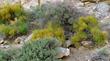 Ephedra viridis, Green Mormon Tea, is so lovely in its natural habitat with companions. 
