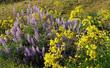 Silver Bush Lupine, Lupinus albifrons, in the wild with Haplopappus linearifolius (Ericameria linearifolia, Stenotopsis linearifolia)  - grid24_24