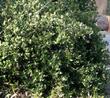 Rhus integrifolia, Lemonade Berry as bush.