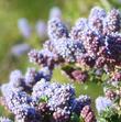 Ceanothus Celestial Blue flower clusters. - grid24_24