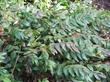 Mahonia nervosa occurs from about San Jose North in both the coast ranges and Sierras.